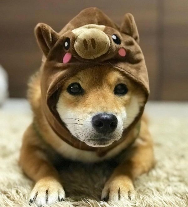 3COINSのかぶりものをかぶる豆柴