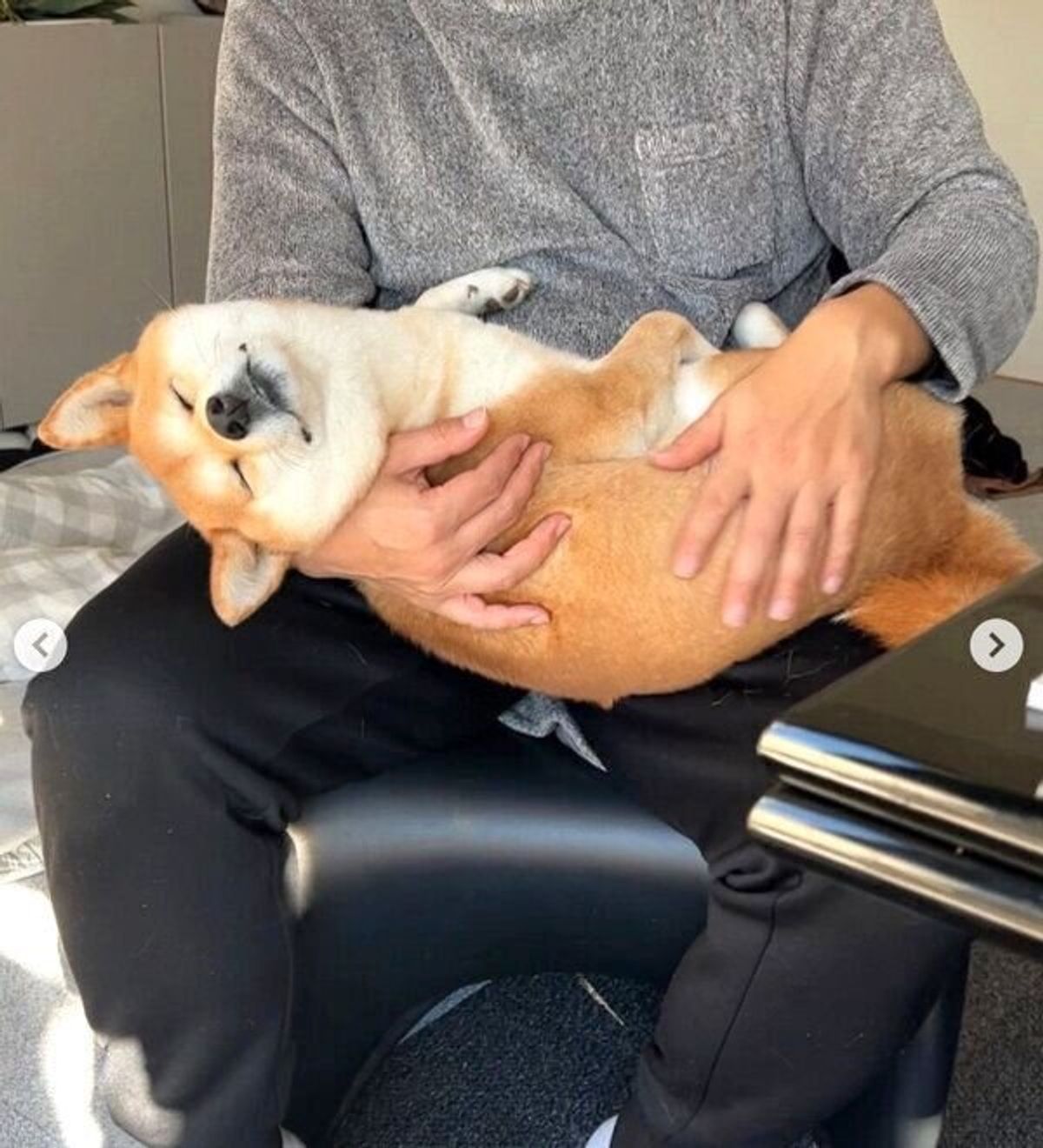 お父さんの抱っこ ナデナデを堪能する犬 最高に幸せ と気持ちが顔に出ちゃう いぬのきもちweb Magazine お父さんの抱っこ ナデナデを堪能する犬 最高に幸せ と気持ちが顔に出ちゃう いぬのきもちweb Magazine