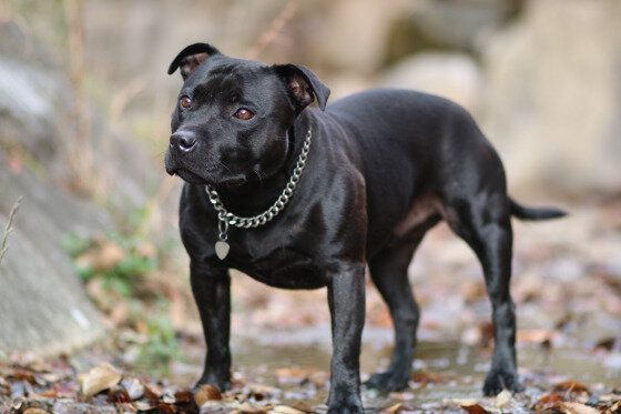 落ち葉の上を歩くスタッフォードシャー・ブル・テリア