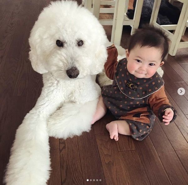 スタンダード・プードルと男の子