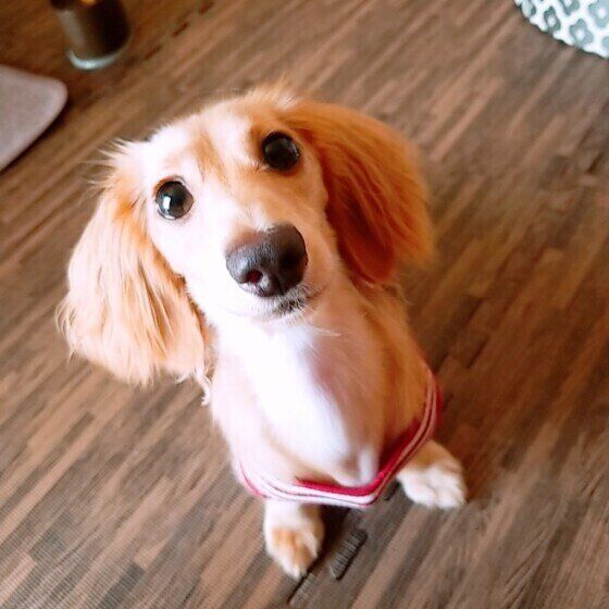 見つめるミニチュア・ダックスフンド