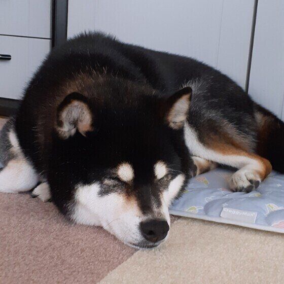 昼寝をする柴犬