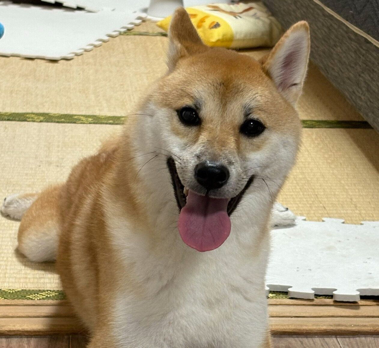 笑顔が可愛いぱんくん。