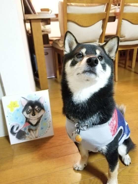 似顔絵そっくり　黒柴のりきくん