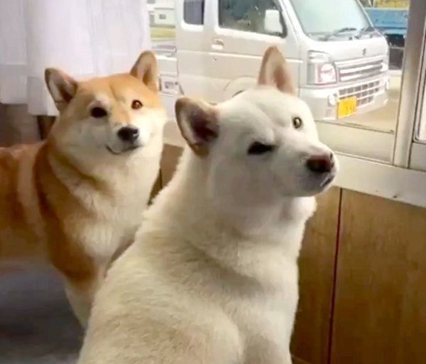 ワンテンポ遅れて振り向くみかんちゃん