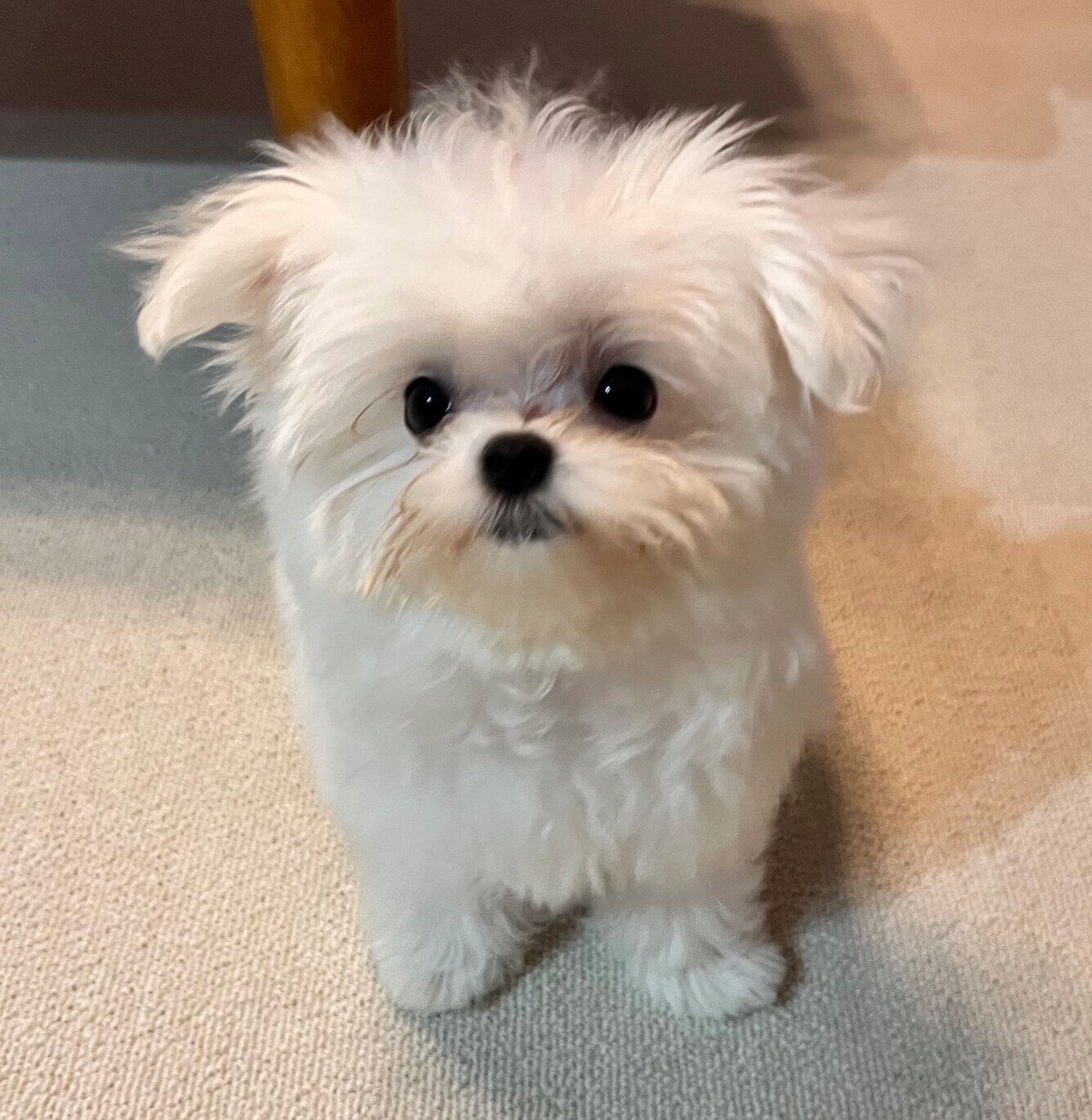 生後2カ月のころに撮影したライスくん