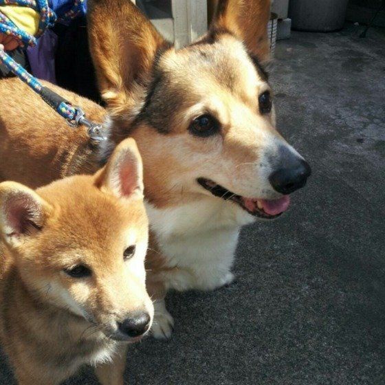 ウェルシュ・コーギー・カーディガンのフィーゴくん