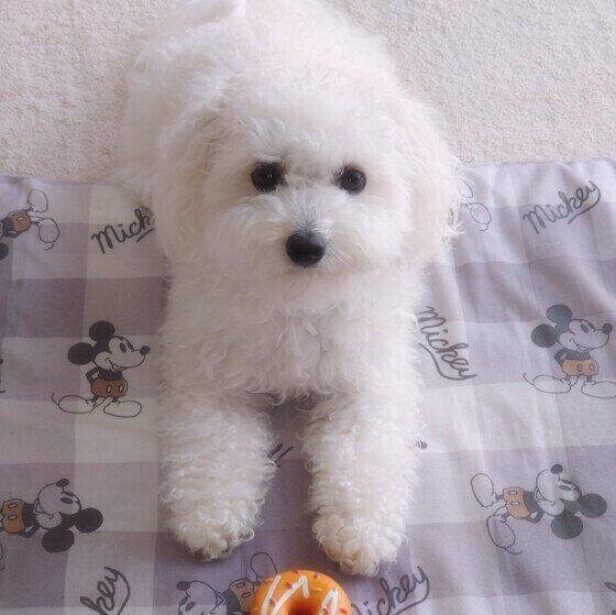 見つめるボロニーズ