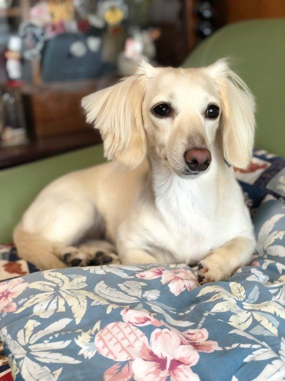 花柄の布団のうえに座るミニチュア・ダックスフンド