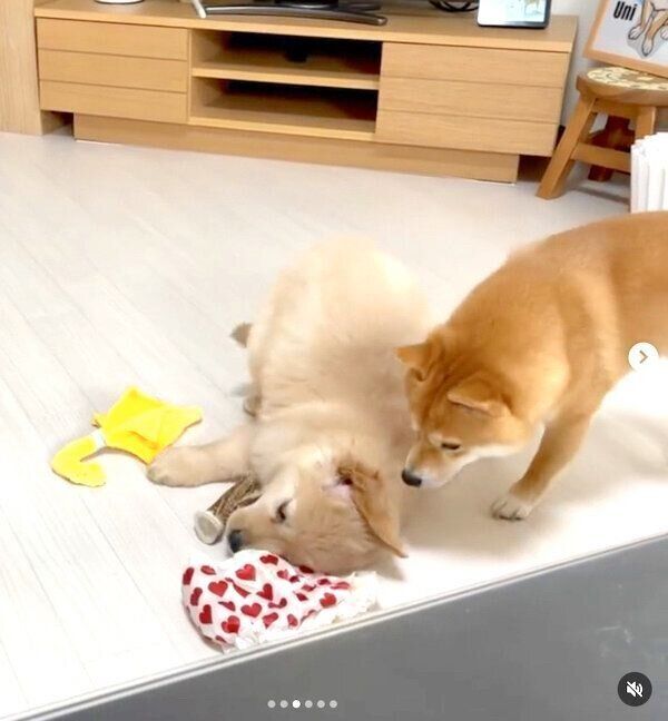 おからちゃんのことを気にかけるうにくん