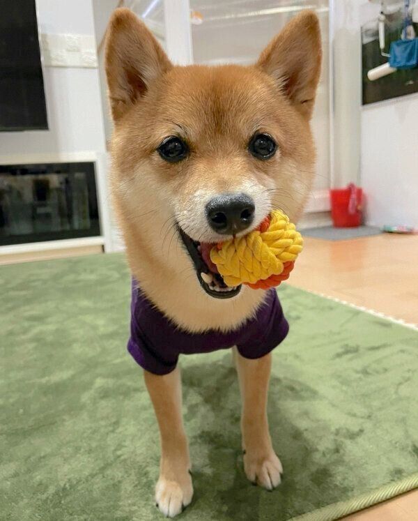 おもちゃをくわえるちくわくん