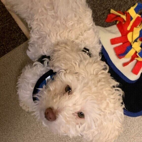 お気に入りのおもちゃと写るトイ・プードル