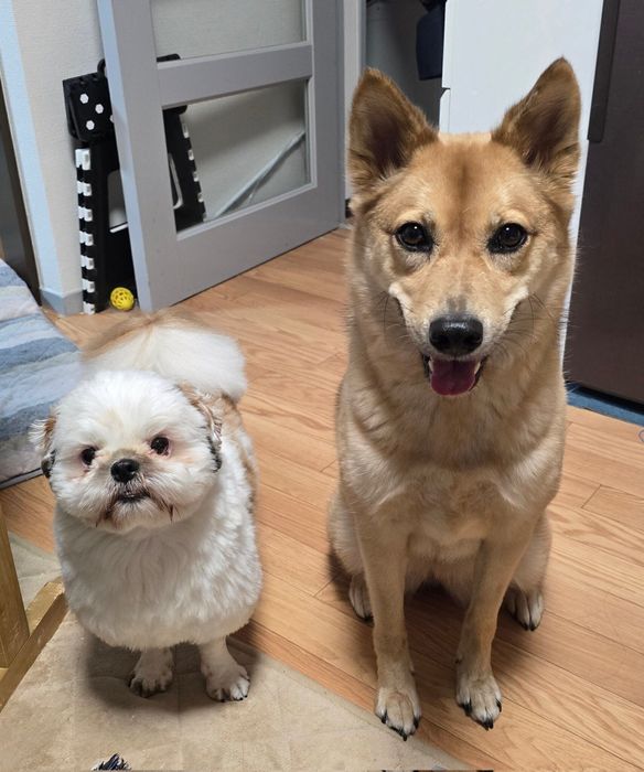一緒にお座りしているシーズー(写真:左)と、犬(写真:右)