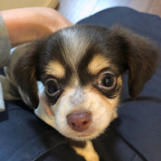 お家に来た日のモコちゃん