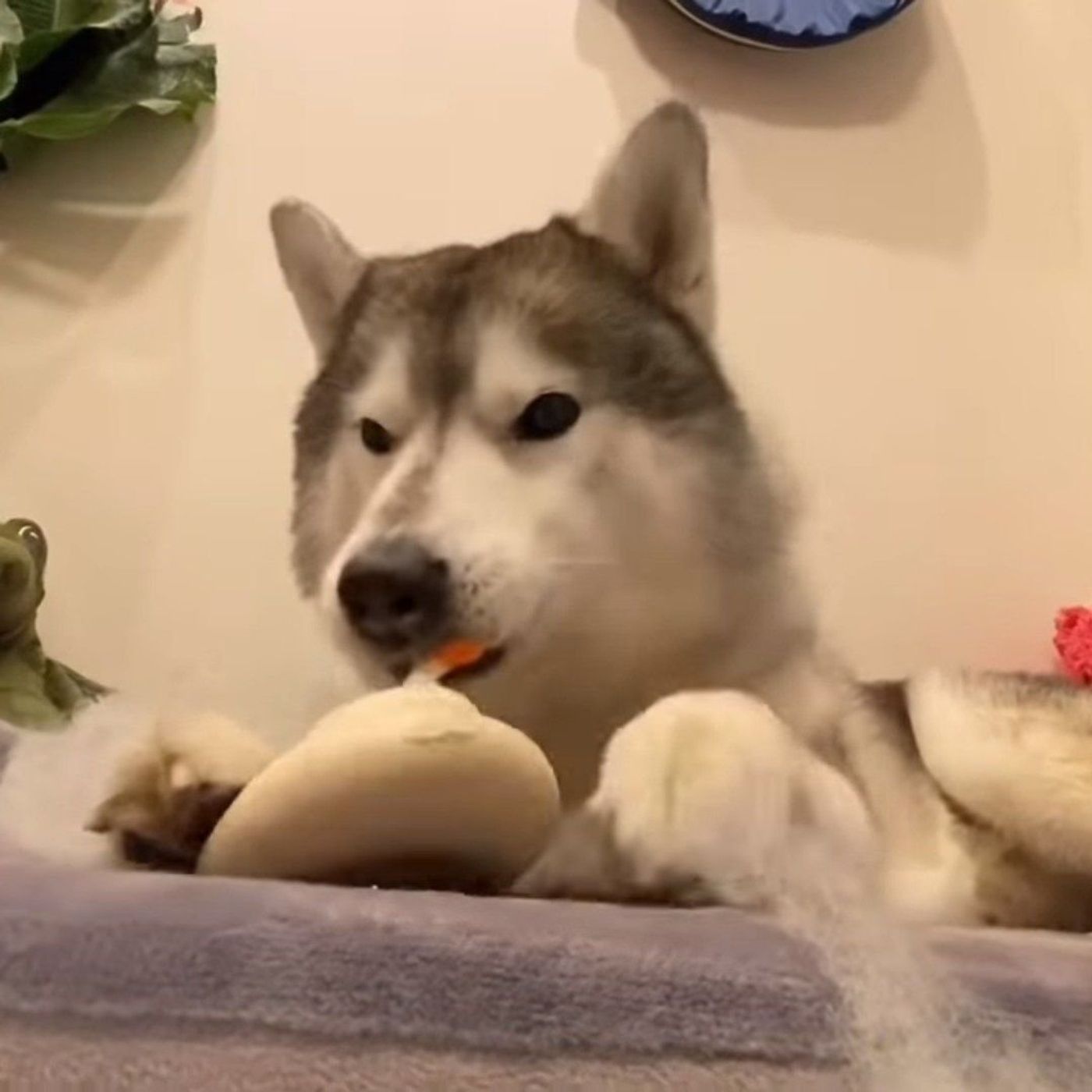 音が鳴る鏡餅のおもちゃに首をかしげるハスキー 夢中になるうちに いぬのきもちweb Magazine 音が鳴る鏡餅のおもちゃに首をかしげるハスキー 夢中になるうちに いぬのきもちweb Magazine