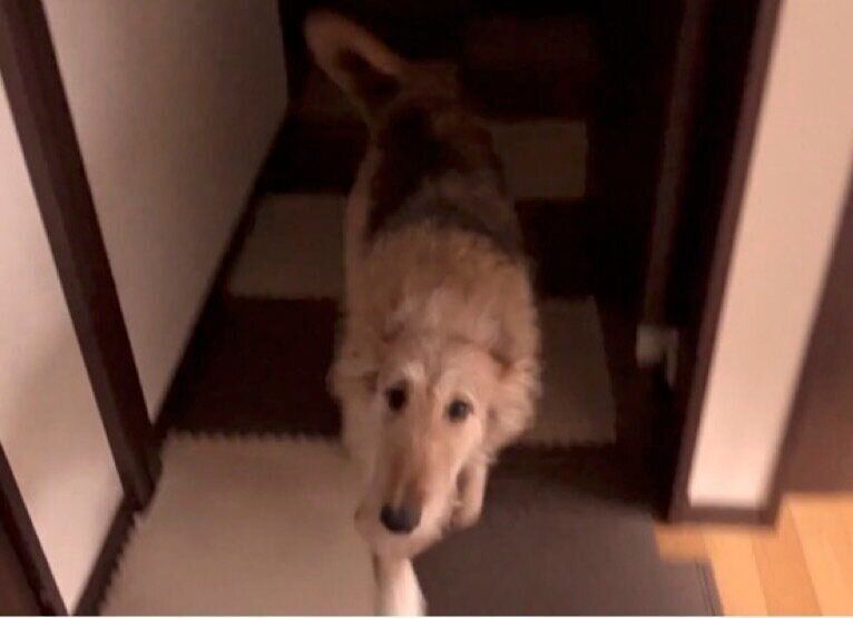 セラピードッグが自由に過ごす場面（アニマルセラピーの動画より）