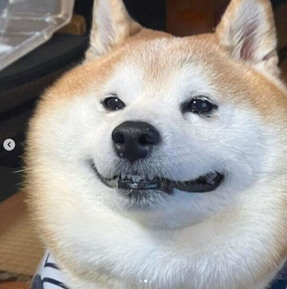 食事中に視線を感じたら 口角をキュッと上げた愛犬の姿が 微笑みの理由 が可愛すぎた いぬのきもちweb Magazine 食事中に視線を感じたら 口角をキュッと上げた愛犬の姿が 微笑みの理由 が可愛すぎた いぬのきもちweb Magazine