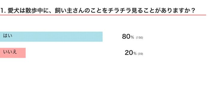 愛犬は散歩中に、飼い主さんのことをチラチラ見ることがある?