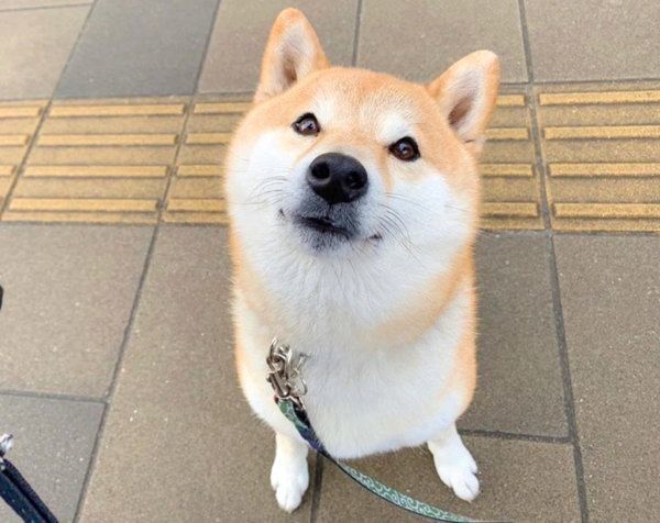 可愛くおねだりするじょうのすけくん