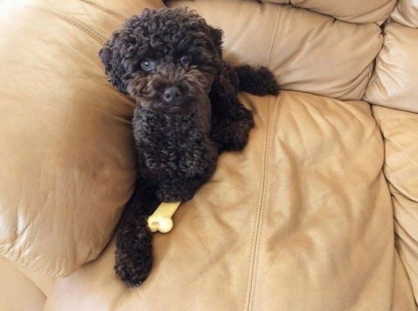 澄まし顔のトイ・プードル