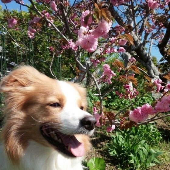 八重桜とボーダー・コリー