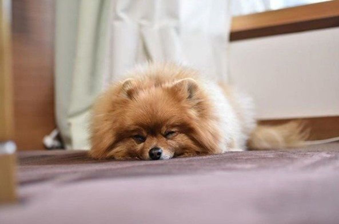 獣医師に聞いた 犬はすねるの 犬のふて寝画像とともに解説 いぬのきもちweb Magazine 獣医師に聞いた 犬はすねるの 犬のふて寝画像とともに解説 いぬのきもちweb Magazine