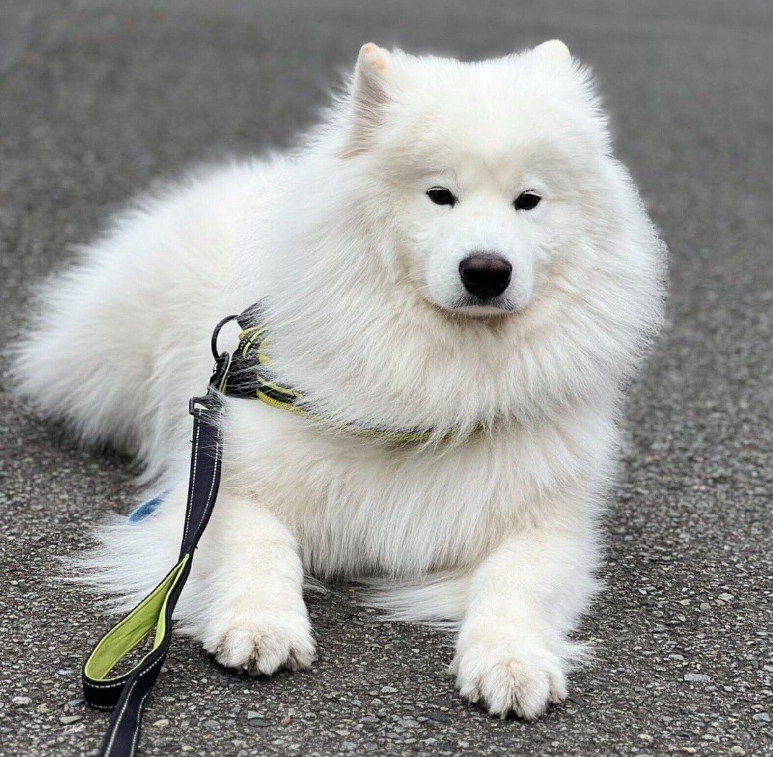 散歩中に誰にも会えずふてくされるダッツくん