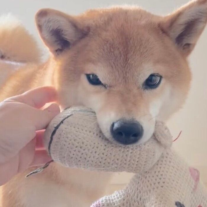 撫でてもらった柴