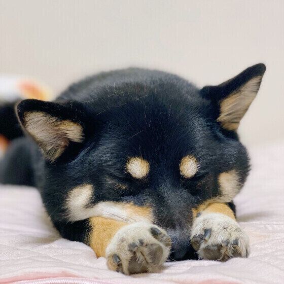 秋になっても油断は禁物！ 愛犬を熱中症にさせないためにできること いぬのきもち