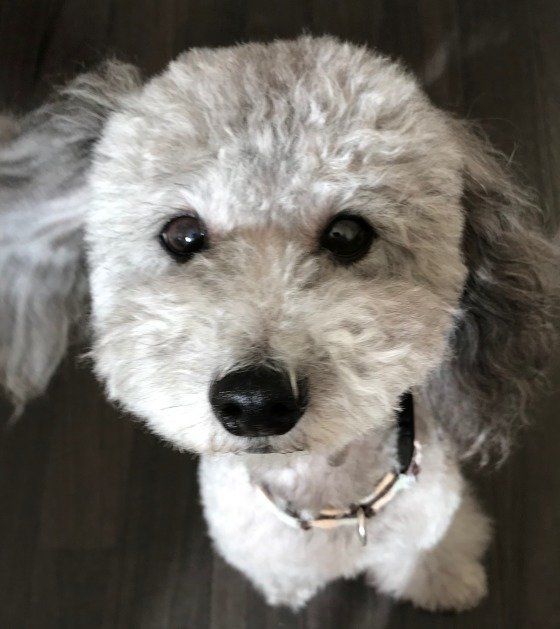 10歳のカメラ目線が可愛いトイプードル