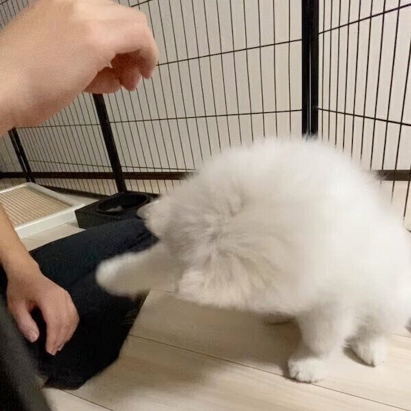 合図を待たずにオテをしてしまうエデンちゃん