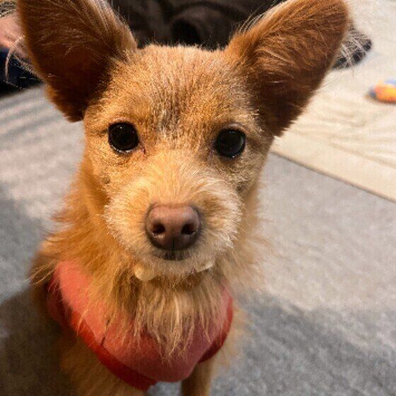 1日何回が適切？犬のおしっこの回数についてのQ&A