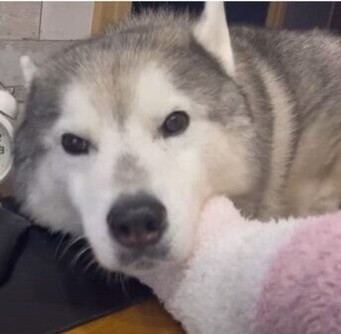 何才になっても子犬みたいにカワイイ かまちょなシベリアン ハスキー いぬのきもちweb Magazine 何才になっても子犬みたいにカワイイ かまちょなシベリアン ハスキー いぬのきもちweb Magazine