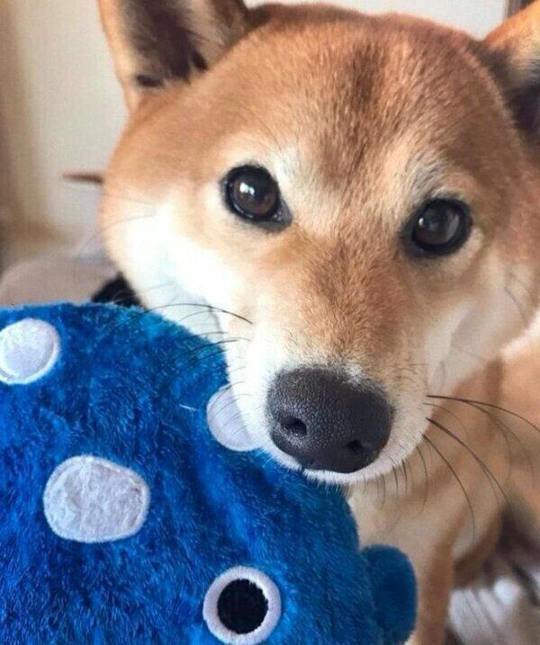 おもちゃをくわえるエマちゃん