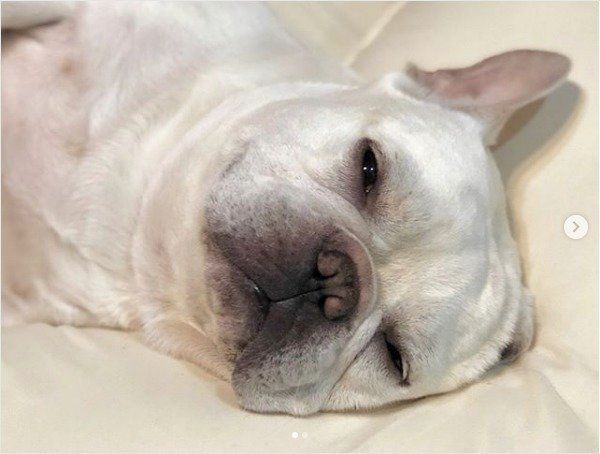 フレンチ・ブルドッグ