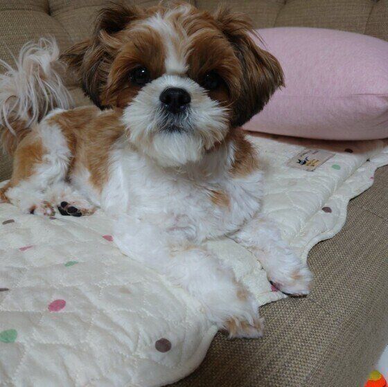 やっぱり雷？犬が怖がるものと対処方法