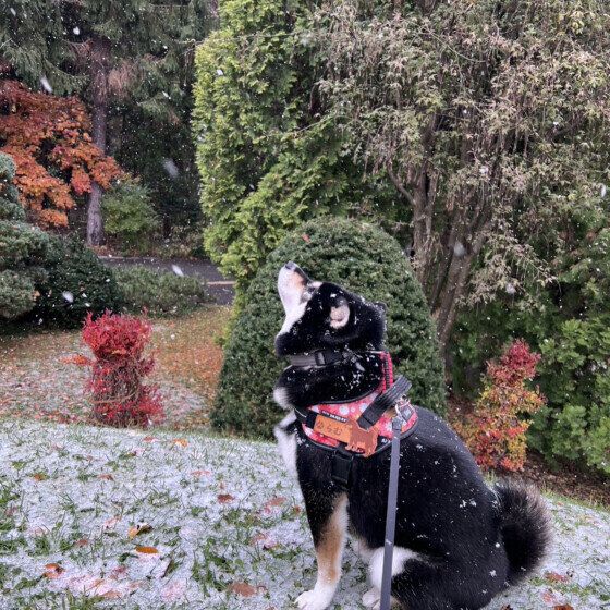 雪が降ってきたよ