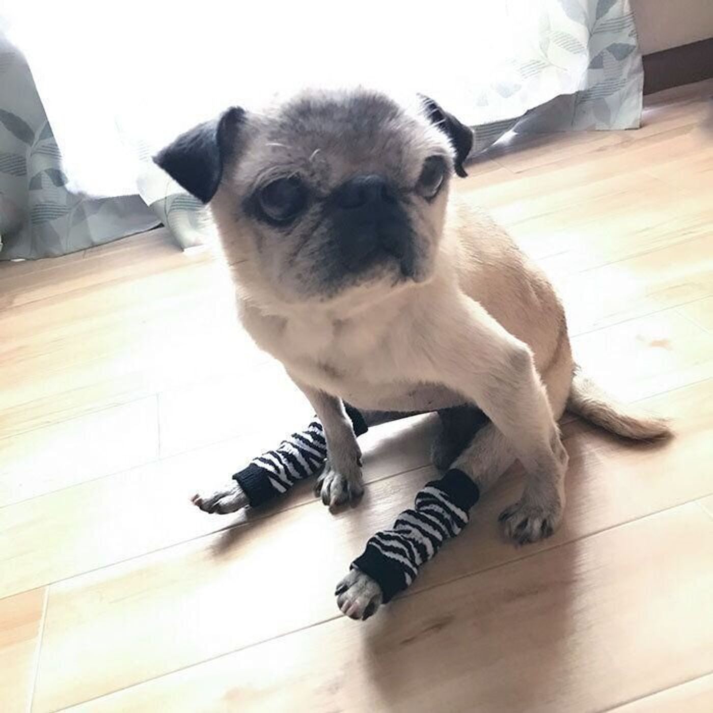 犬用レッグウォーマーが妙に似合うシニア犬 連載 パグ犬 めー Vol 142 いぬのきもちweb Magazine 犬用レッグウォーマーが妙に似合うシニア犬 連載 パグ犬 めー Vol 142 いぬのきもちweb Magazine