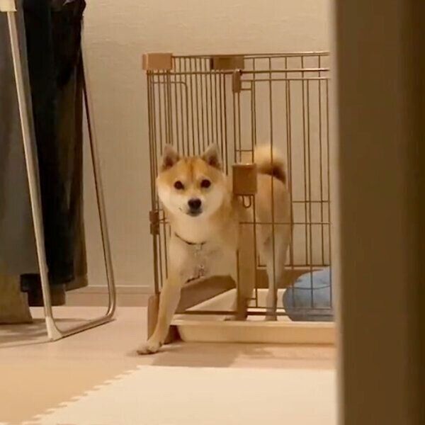 バレずにケージから出ようとするまめ助くん