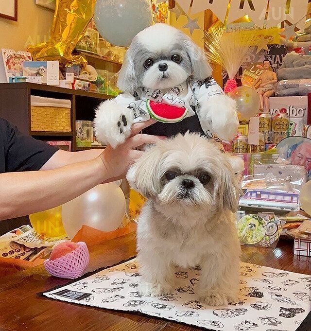 シーズー犬マンガてんぽshihtzu