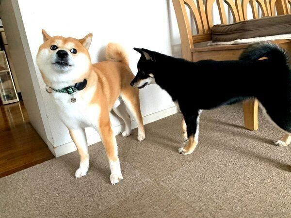 つぶらちゃんとこてまる先輩