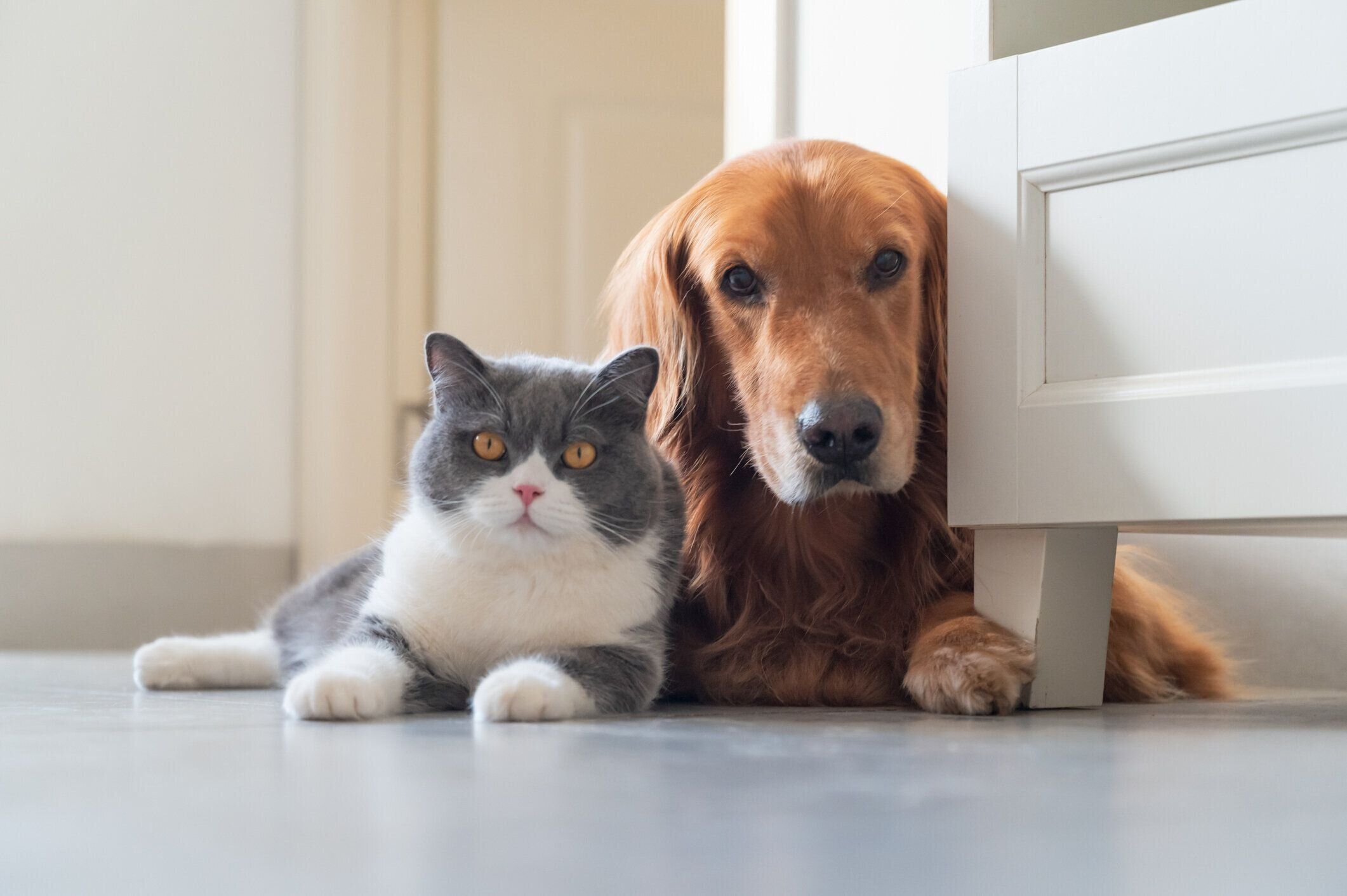 猫と犬の写真