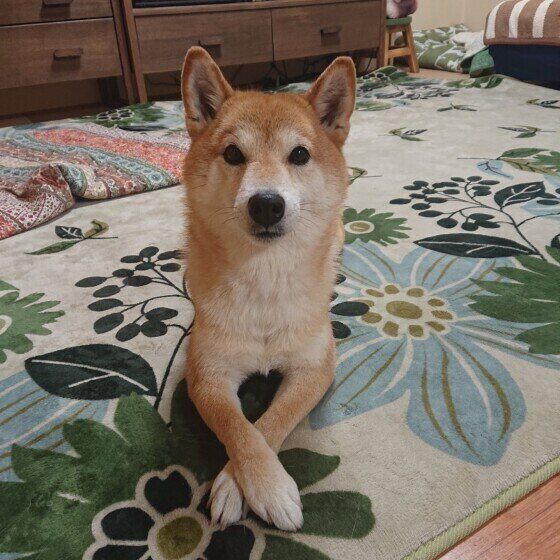 前足をクロスさせる柴犬