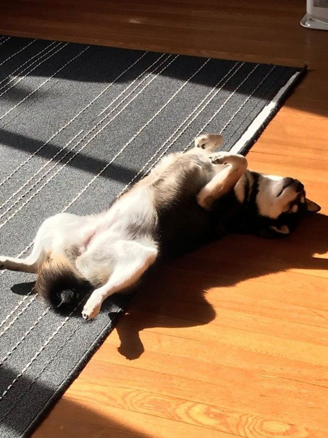 調査 寝言 をいう犬は半数以上 そのとき犬は夢を見てるの いぬのきもちweb Magazine 調査 寝言 をいう犬は半数以上 そのとき犬は夢を見てるの いぬのきもちweb Magazine