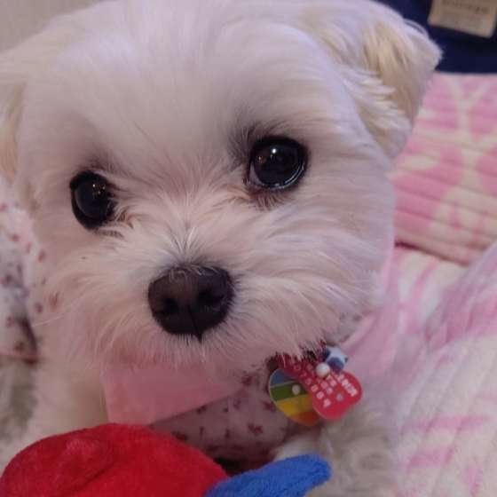 見つめるマルチーズ