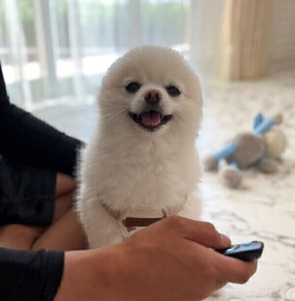 見つめるぽんちゃん