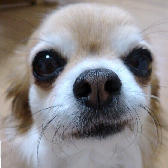 犬が怒らずに「体をどこでも触らせてくれる」メリットを獣医師に聞いた いぬのきもち