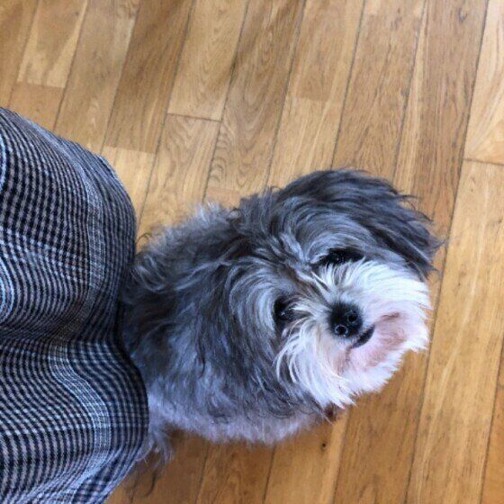 Mix犬のナッツちゃんのお尻ピタッ