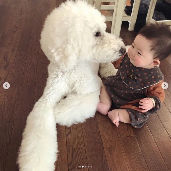 スタンダード・プードルと男の子