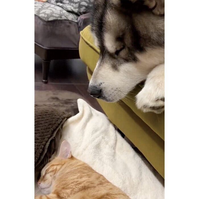 ソファで眠るアルくん